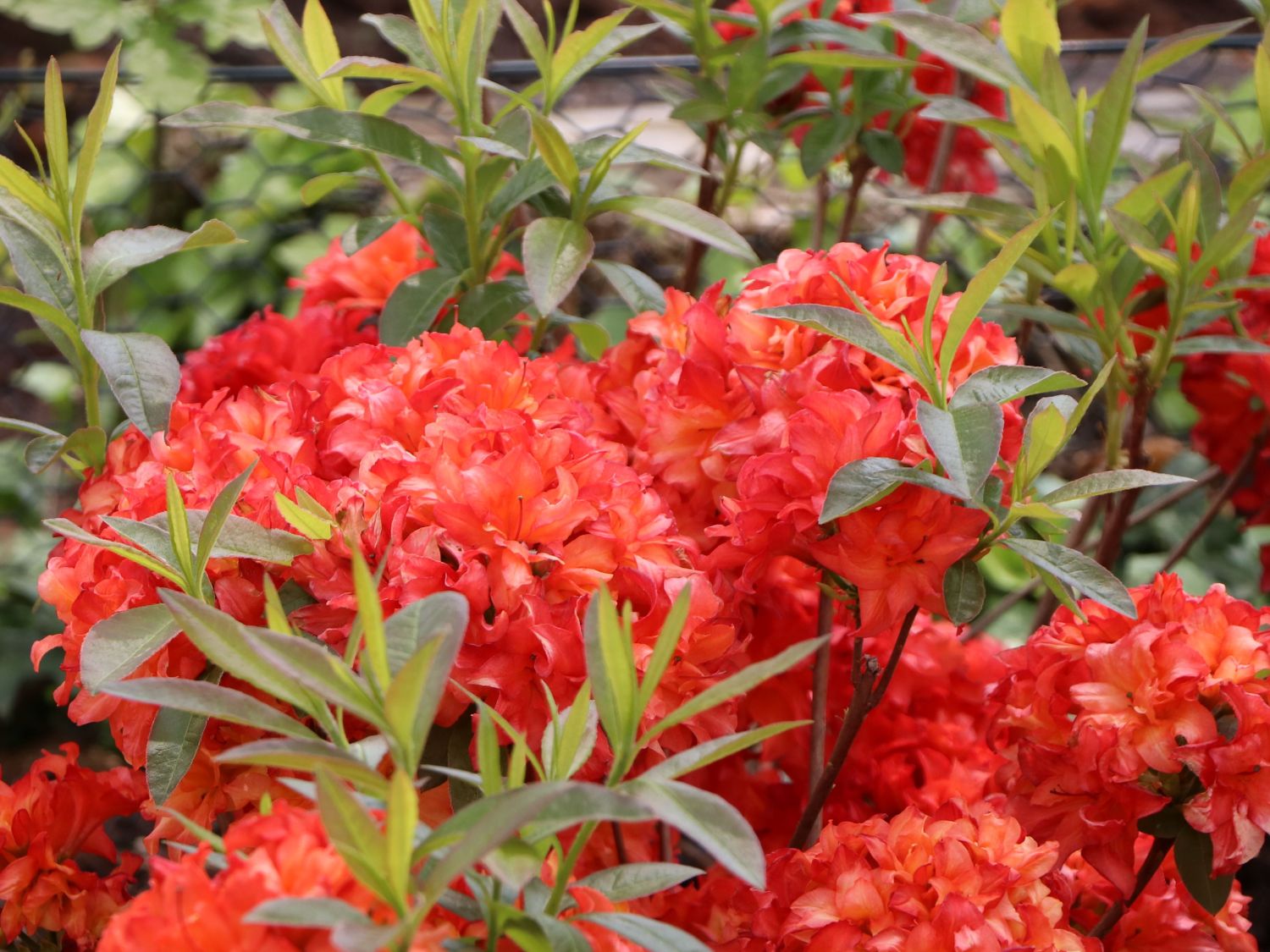 Laubabwerfende Azalee 'Feuerköpfchen'