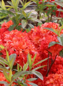 Laubabwerfende Azalee 'Feuerköpfchen'