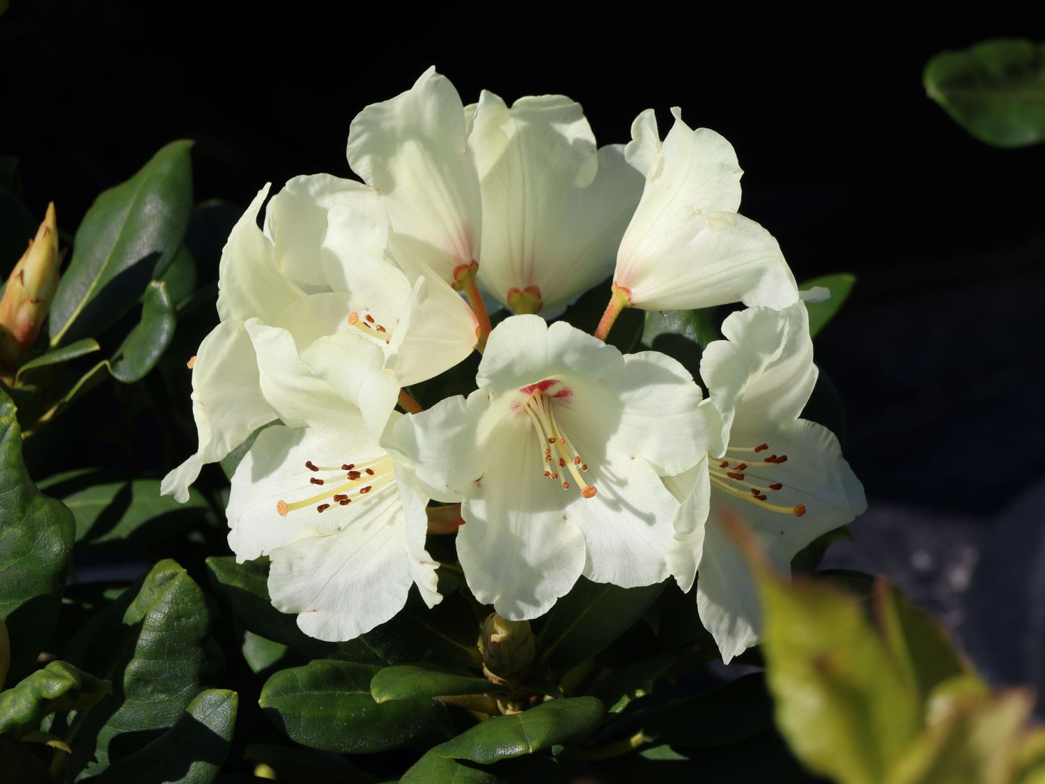 Rhododendron 'Flava' ®