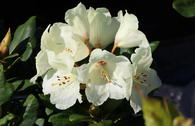 Rhododendron 'Flava' ®