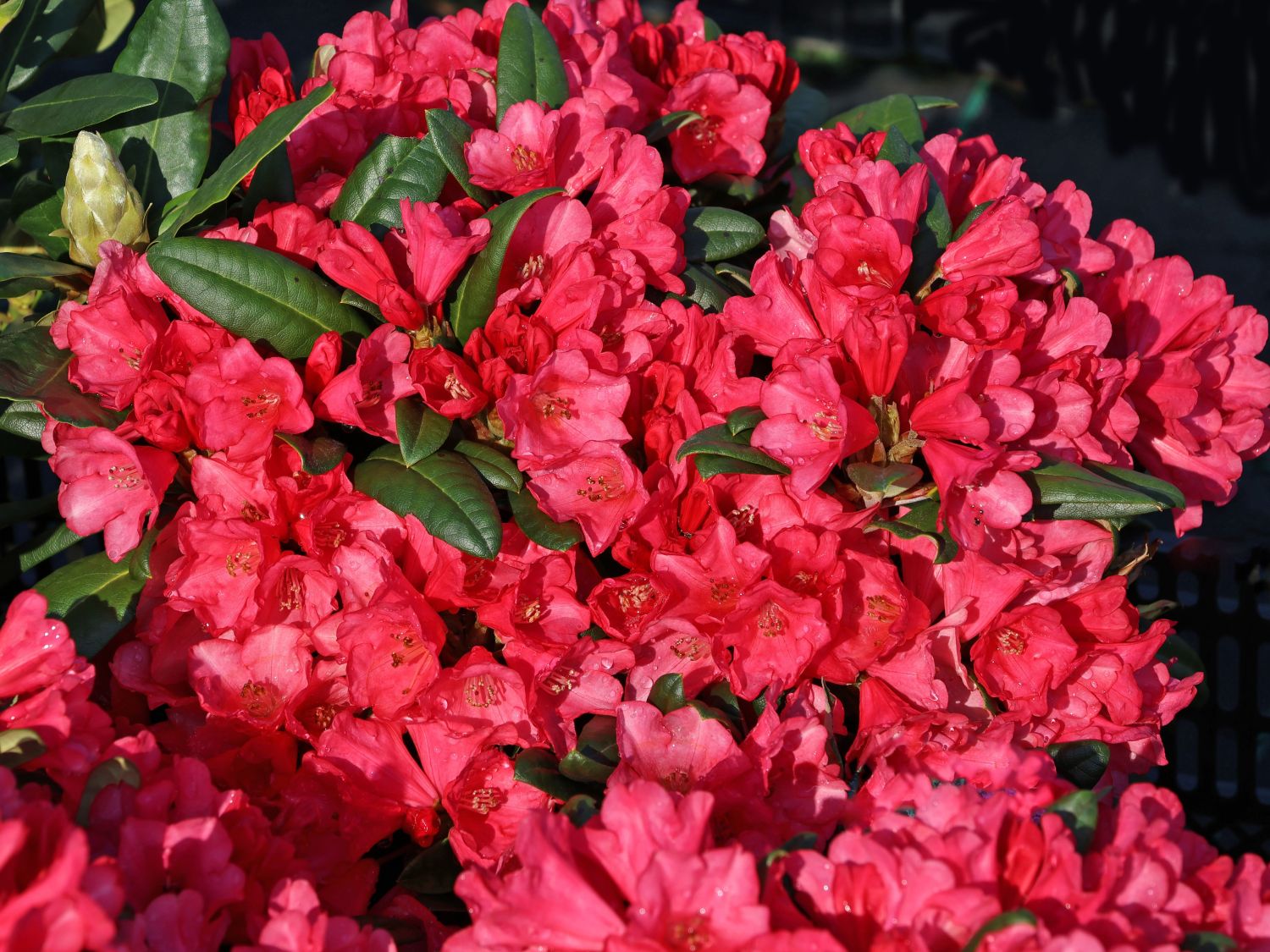 Rhododendron 'Florkissen'