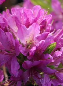 Rhododendron 'Fraseri'