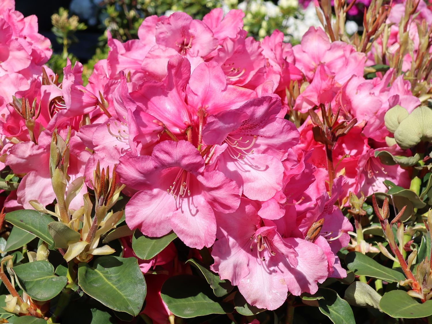 Rhododendron 'Gartendirektor Glocker'