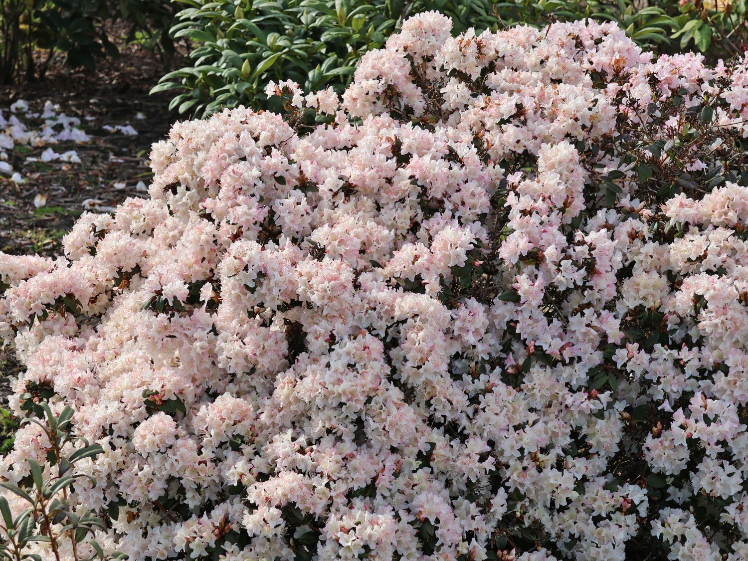 Rhododendron 'Ginny Gee'