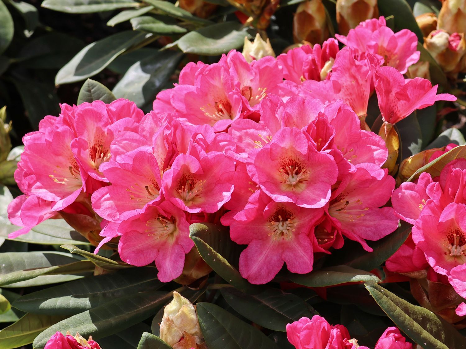 Rhododendron 'Girlspower'