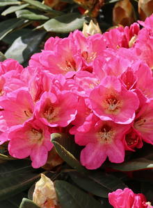 Rhododendron 'Girlspower'