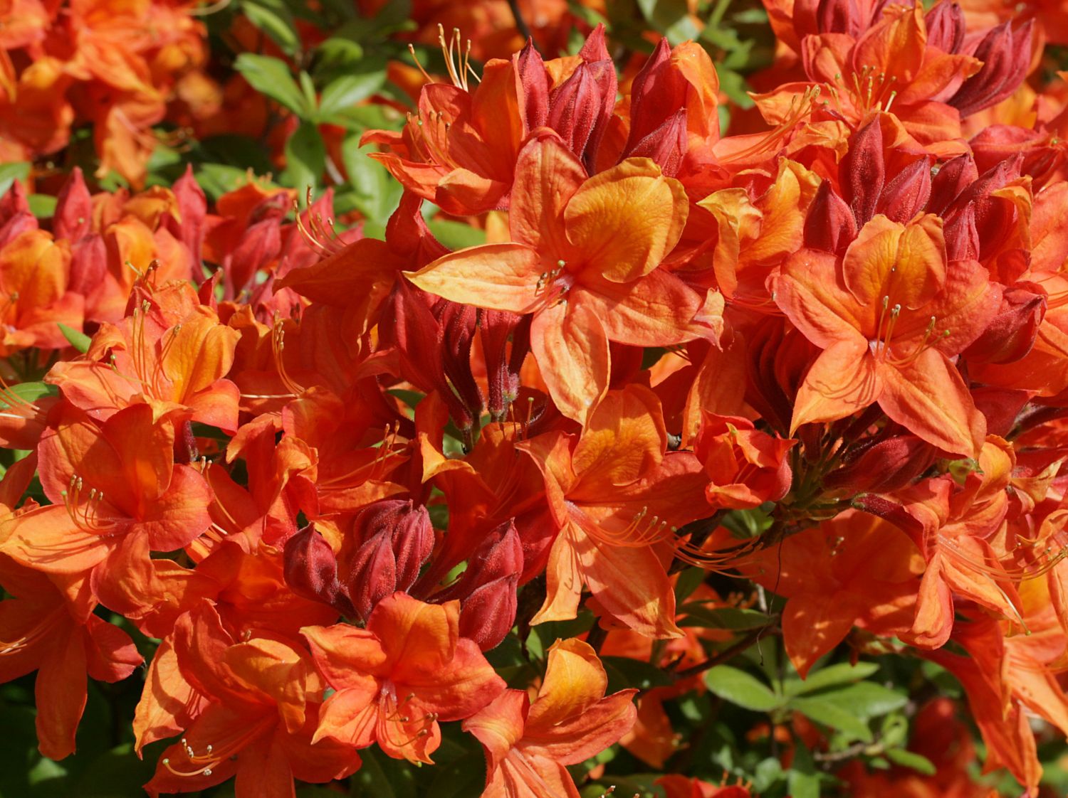 Rhododendron 'Golden Eagle'