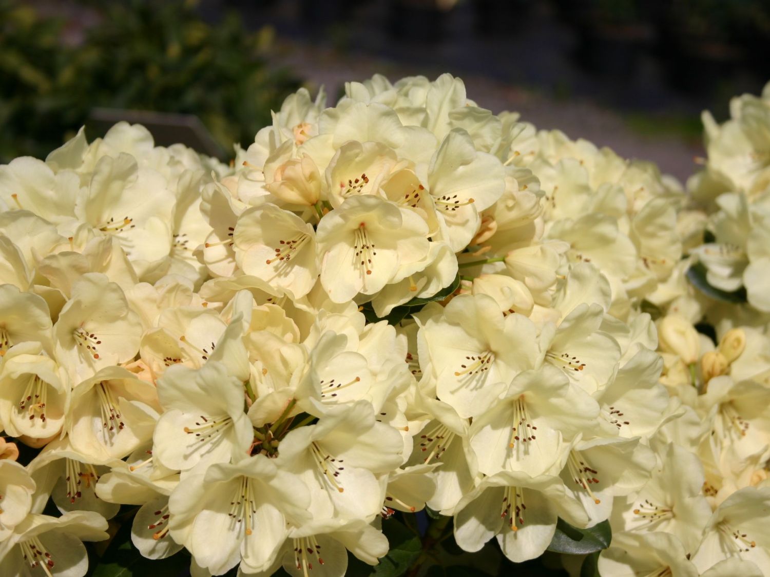 Rhododendron 'Graf Lennart'