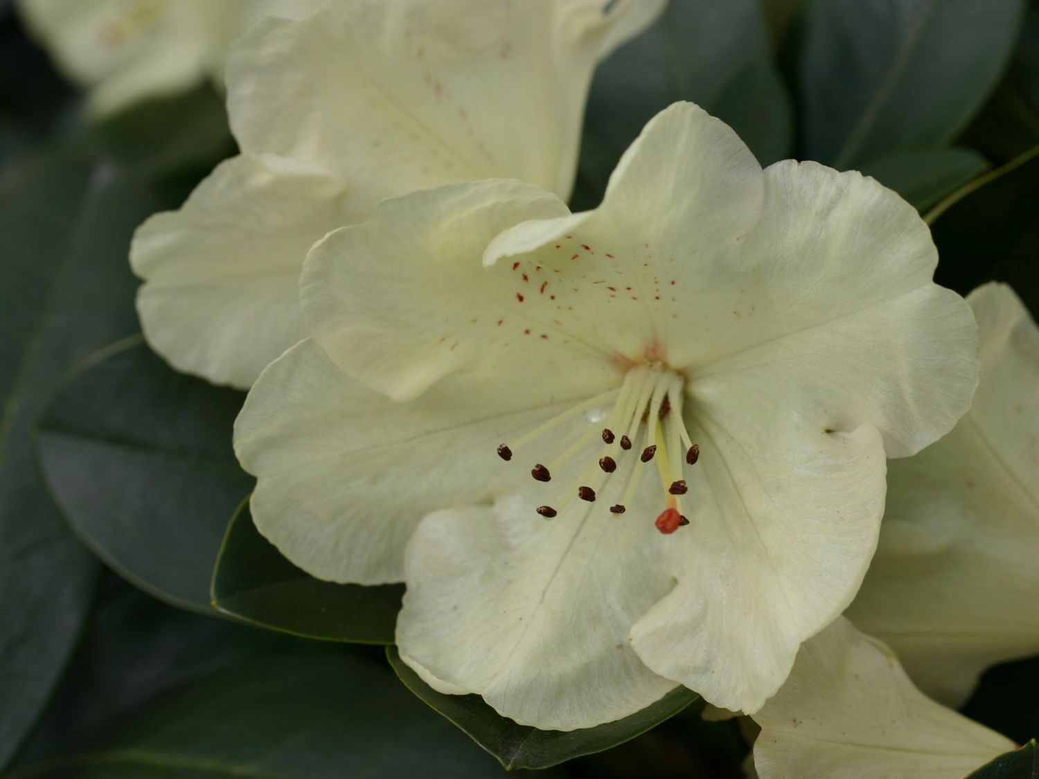 Rhododendron 'Graf Lennart' Rhododendron Hybride 'Graf Lennart