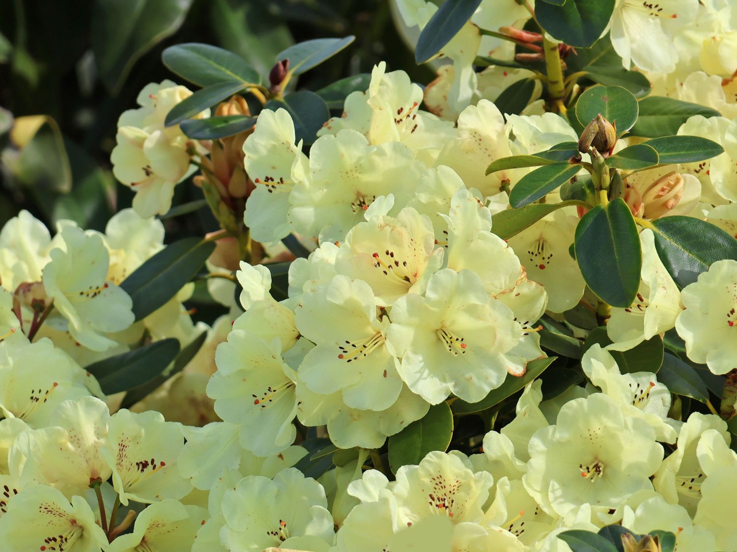 Rhododendron 'Graf Lennart' - Rhododendron Hybride 'Graf Lennart' -  Baumschule Horstmann
