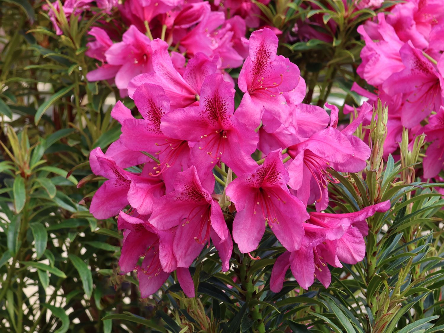 Rhododendron Grazeasy ® 'Dark Pink'