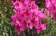 Rhododendron Grazeasy ® 'Dark Pink'