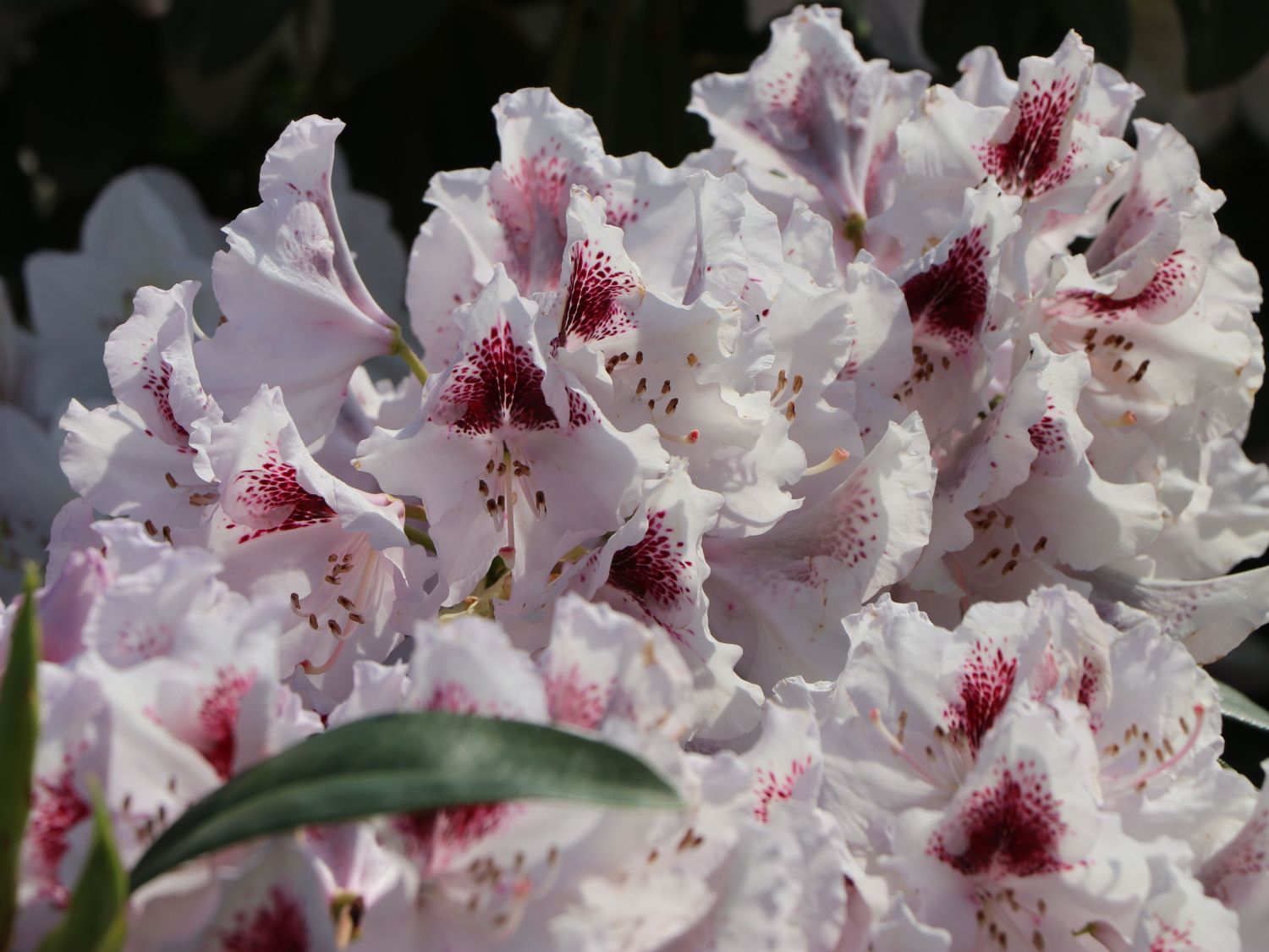 Rhododendron 'Gundula'