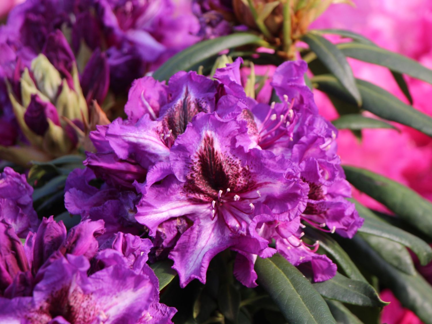 Rhododendron 'Gunter Dinger'