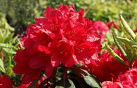 Rhododendron 'Hachmann's Feuerschein'