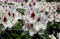 Rhododendron 'Hachmann's Picobello' ®