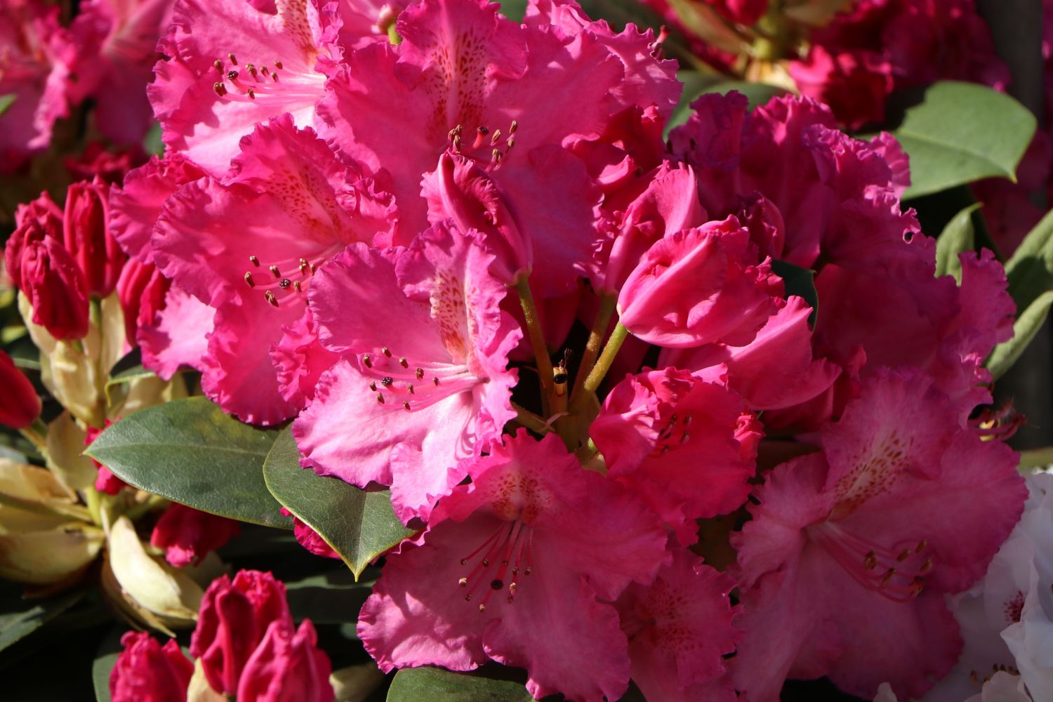 Rhododendron 'Haithabu' - Rhododendron Hybride 'Haithabu' - Baumschule  Horstmann