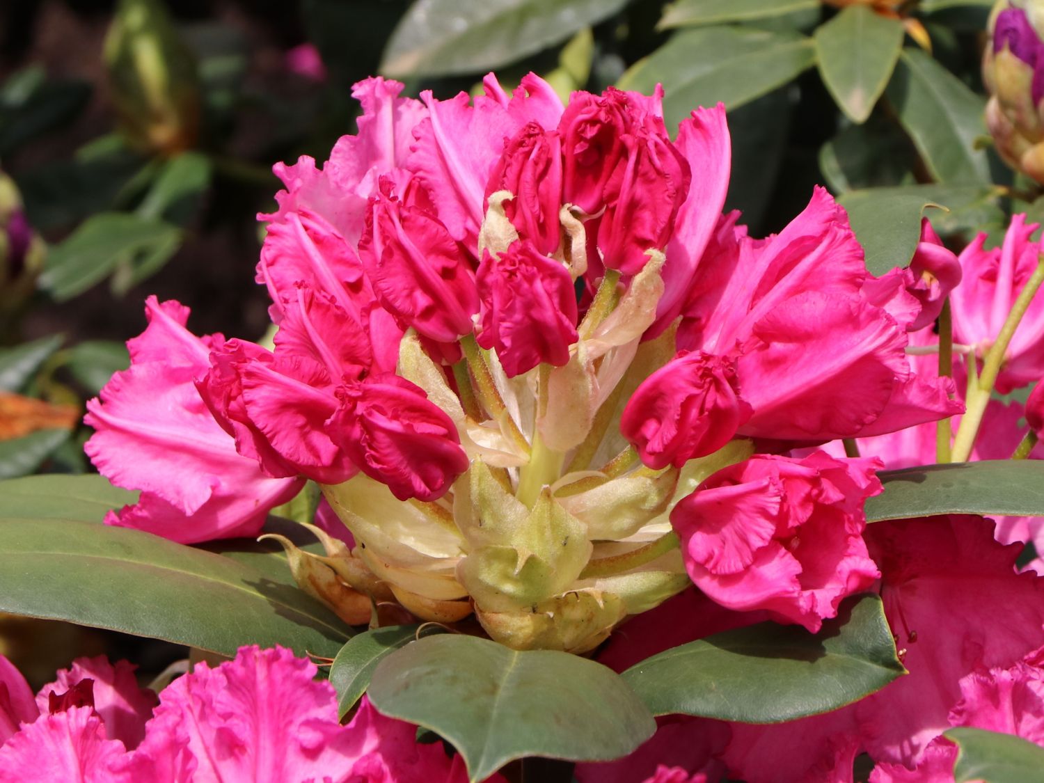 Rhododendron 'Haithabu' - Rhododendron Hybride 'Haithabu' - Baumschule  Horstmann