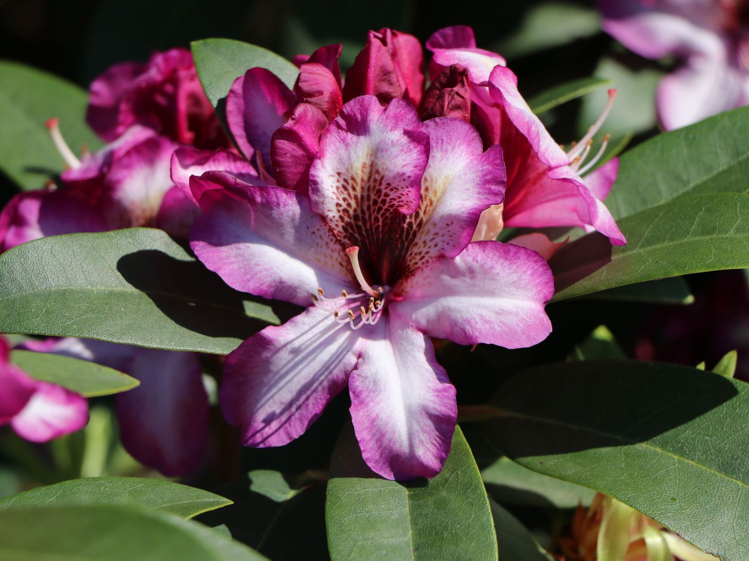 Rhododendron 'Hans Hachmann' ® - Rhododendron 'Hans Hachmann' ®