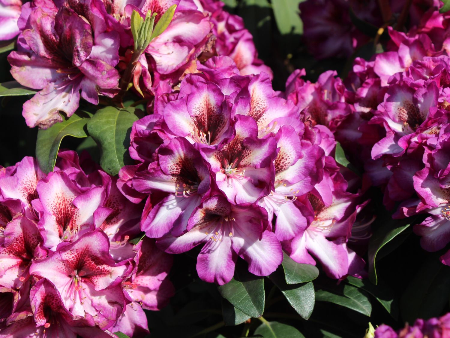 Rhododendron 'Hans Hachmann' ® - Rhododendron 'Hans Hachmann' ®