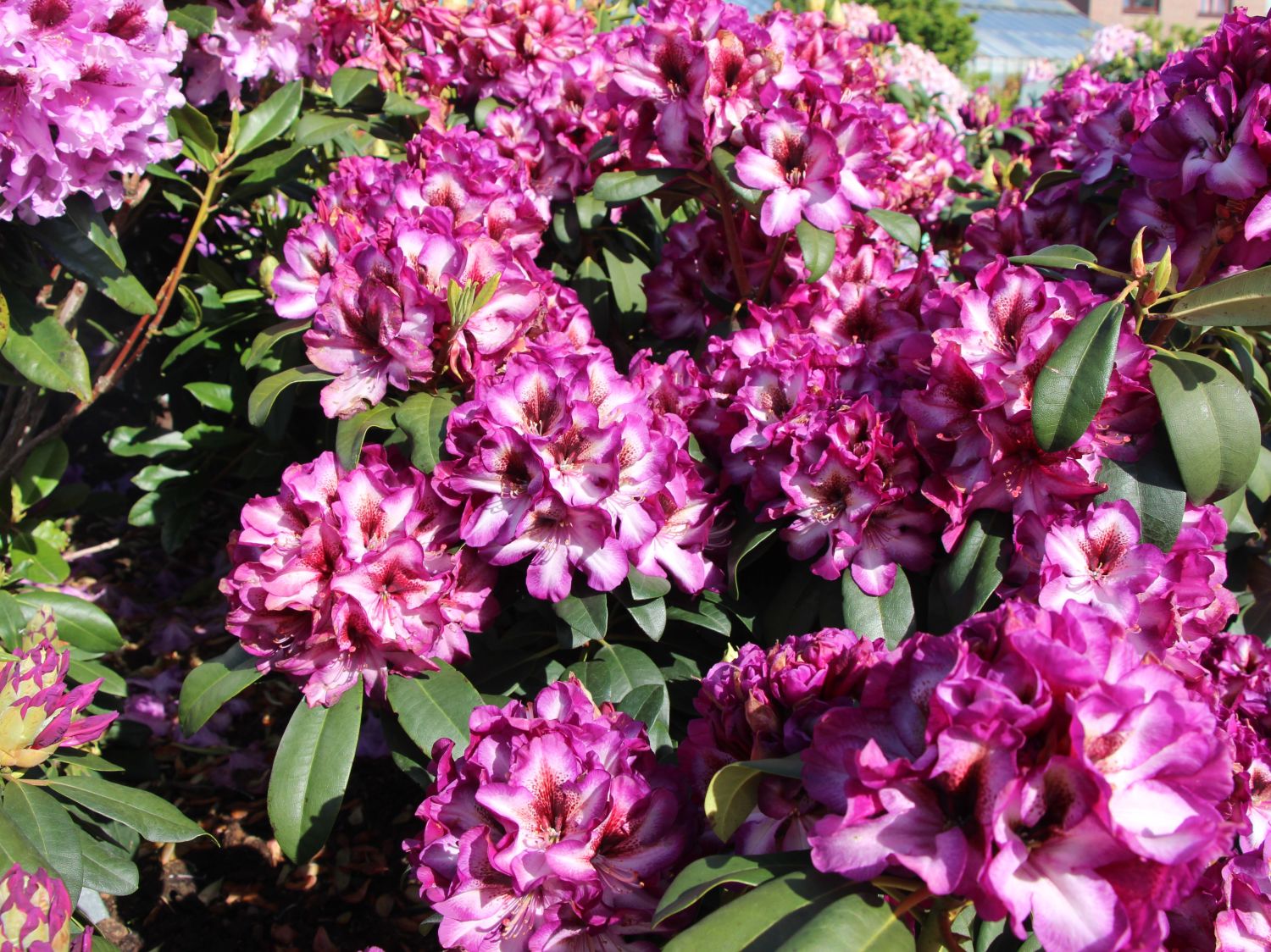 Rhododendron 'Hans Hachmann' ® - Rhododendron 'Hans Hachmann' ®