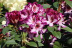 Rhododendron 'Hans Hachmann' ® - Rhododendron 'Hans Hachmann' ®