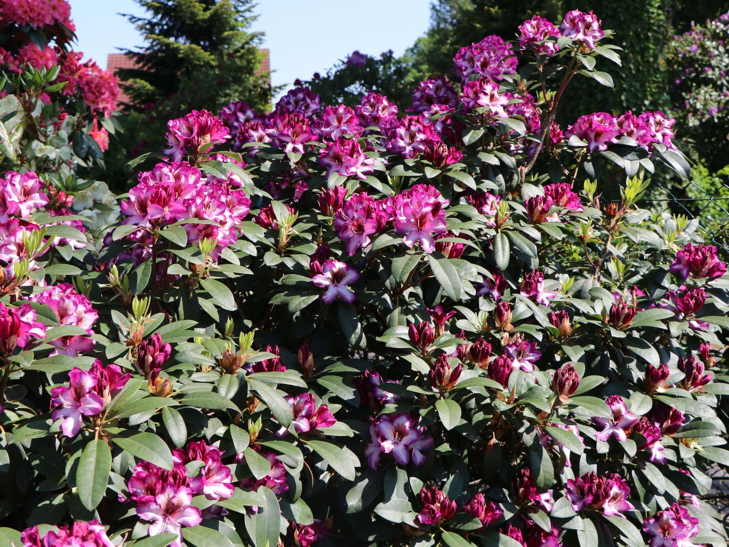 Rhododendron 'Hans Hachmann' ® - Rhododendron 'Hans Hachmann' ®