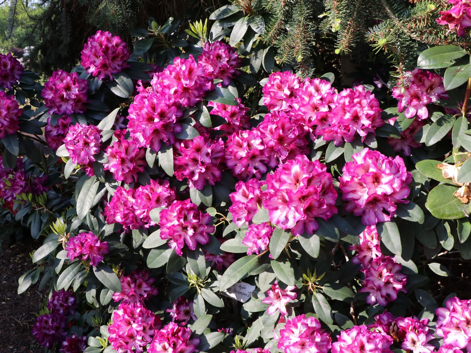 Rhododendron 'Hans Hachmann' ® - Rhododendron 'Hans Hachmann' ®