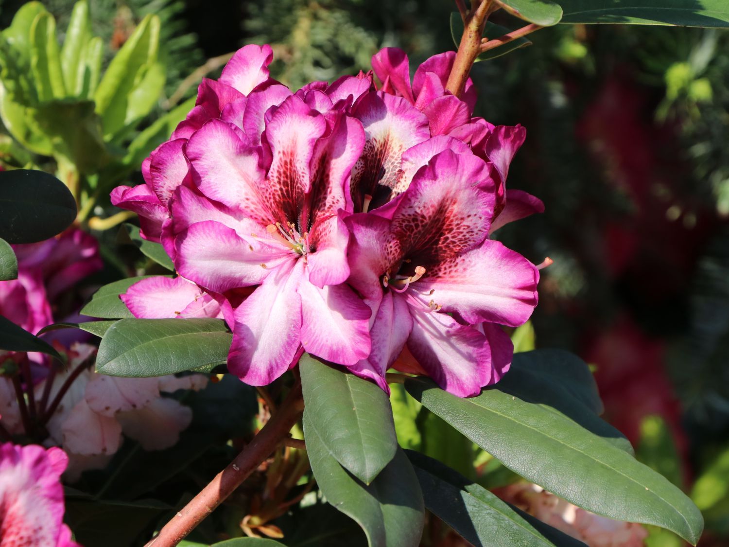 Rhododendron 'Hans Hachmann' ® - Rhododendron 'Hans Hachmann' ®
