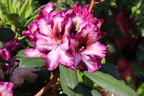 Rhododendron 'Hans Hachmann' ® - Rhododendron 'Hans Hachmann' ®