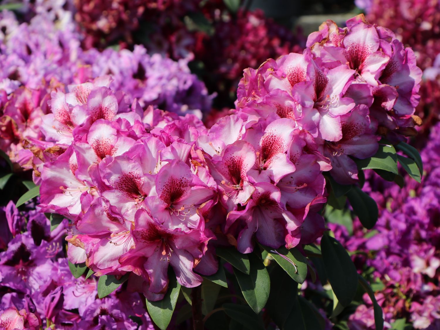 Rhododendron 'Hans Hachmann' ® - Rhododendron 'Hans Hachmann' ®