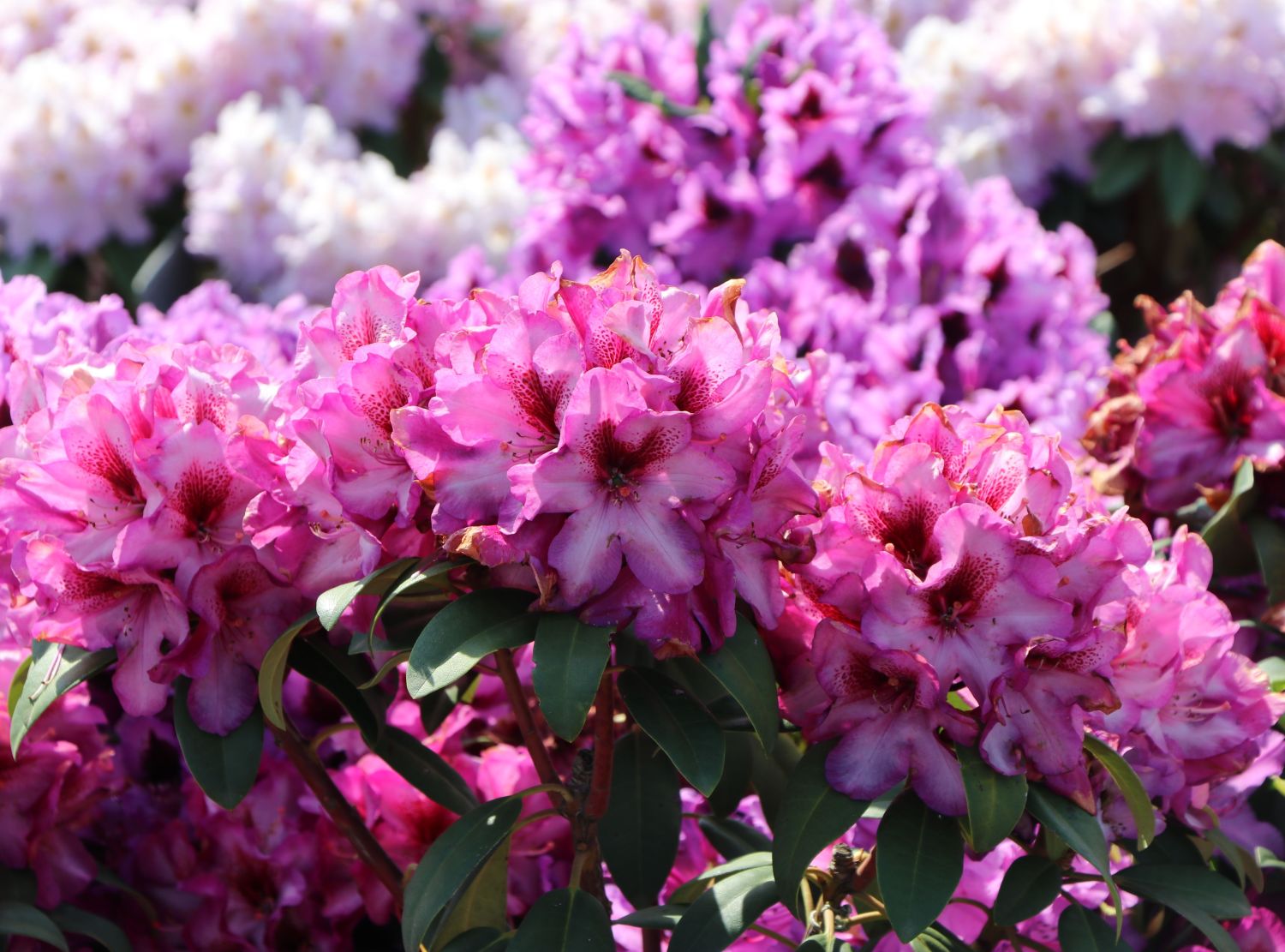 Rhododendron 'Hans Hachmann' ® - Rhododendron 'Hans Hachmann' ®