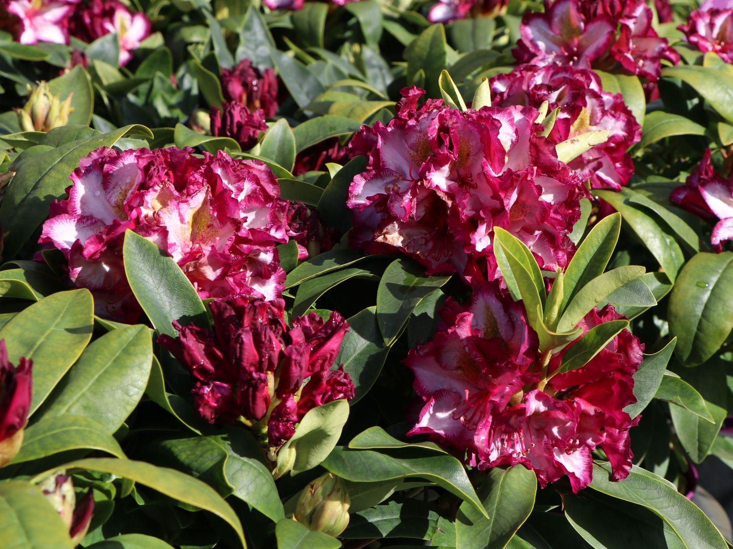 Rhododendron Happydendron ® 'Pushy Purple ®' - Rhododendron Hybride Happydendron ® 'Pushy Purple ®'