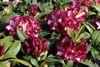 Rhododendron Happydendron ® 'Pushy Purple ®' - Rhododendron Hybride Happydendron ® 'Pushy Purple ®'