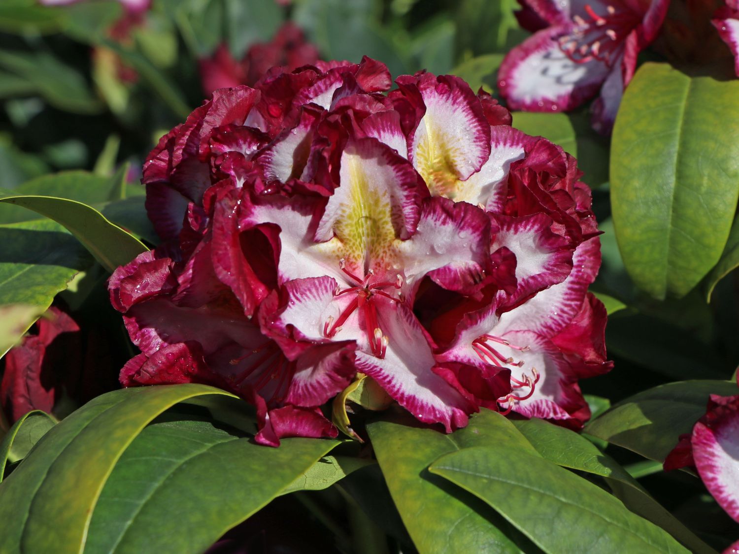 Rhododendron Happydendron ® 'Pushy Purple ®' - Rhododendron Hybride Happydendron ® 'Pushy Purple ®'