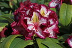 Rhododendron Happydendron ® 'Pushy Purple ®' - Rhododendron Hybride Happydendron ® 'Pushy Purple ®'