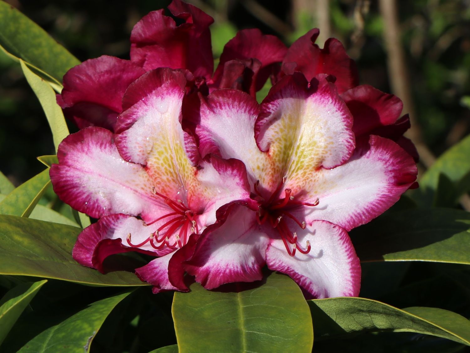 Rhododendron Happydendron ® 'Pushy Purple ®' - Rhododendron Hybride Happydendron ® 'Pushy Purple ®'