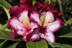 Rhododendron Happydendron ® 'Pushy Purple ®' - Rhododendron Hybride Happydendron ® 'Pushy Purple ®'