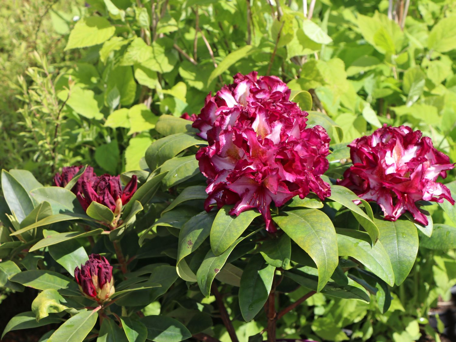 Rhododendron Happydendron ® 'Pushy Purple ®' - Rhododendron Hybride Happydendron ® 'Pushy Purple ®'