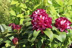 Rhododendron Happydendron ® 'Pushy Purple ®' - Rhododendron Hybride Happydendron ® 'Pushy Purple ®'