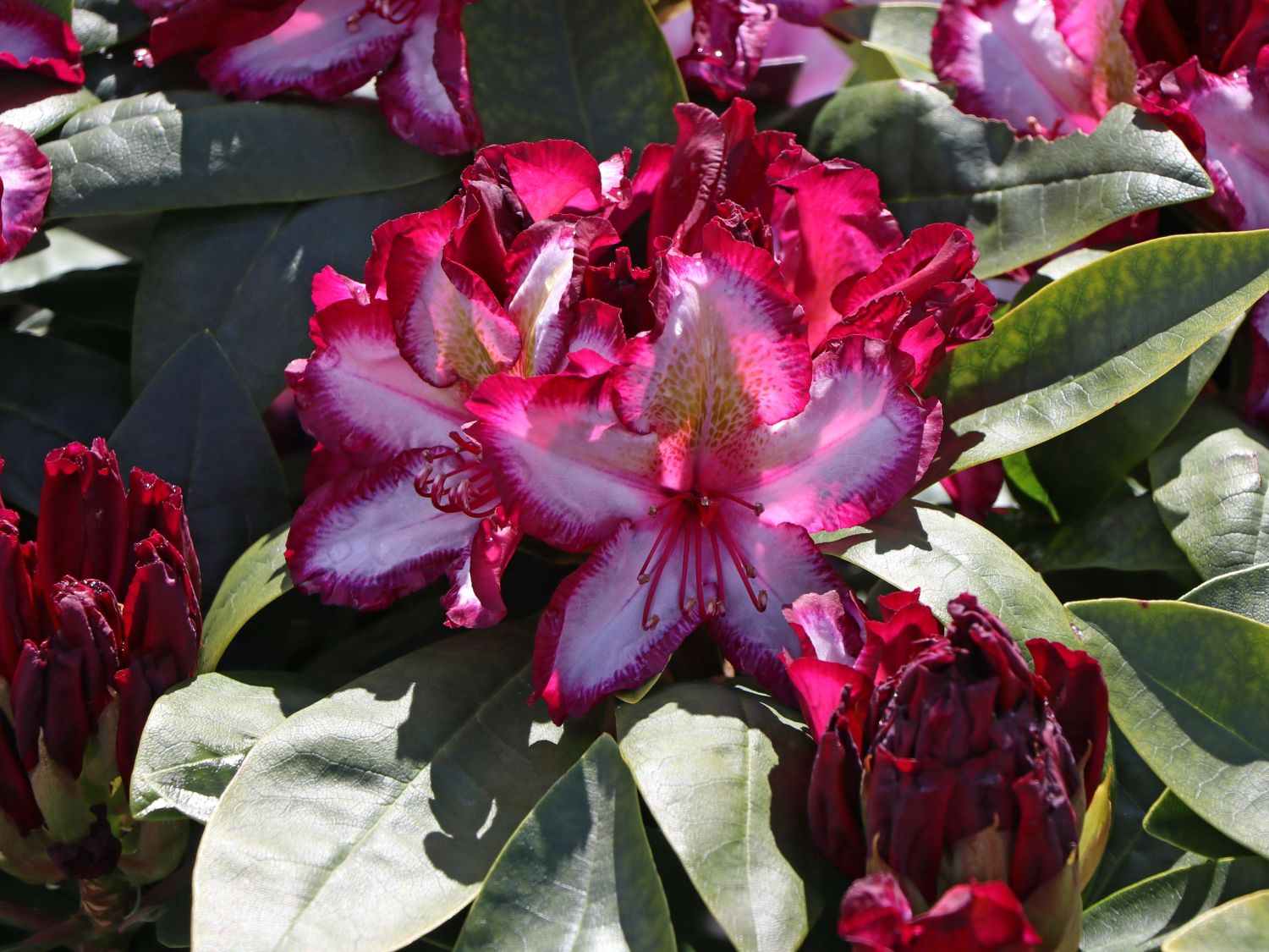 Rhododendron Happydendron ® 'Pushy Purple ®' - Rhododendron Hybride Happydendron ® 'Pushy Purple ®'