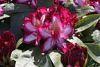 Rhododendron Happydendron ® 'Pushy Purple ®' - Rhododendron Hybride Happydendron ® 'Pushy Purple ®'