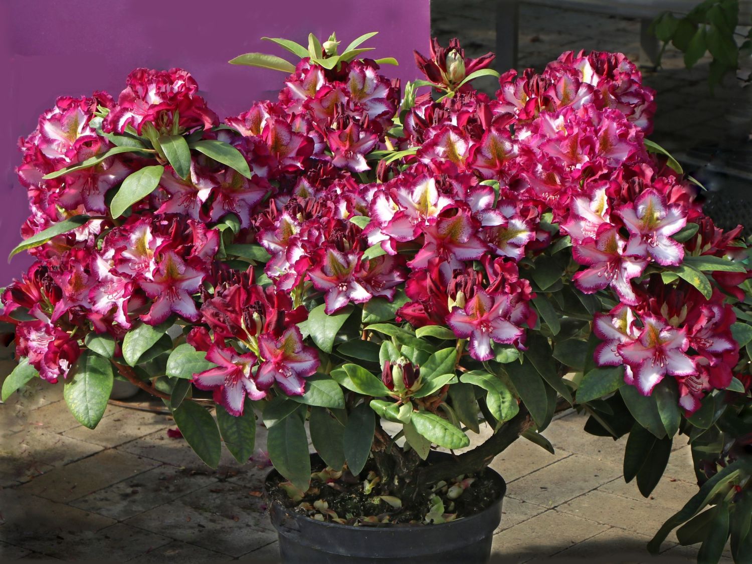 Rhododendron Happydendron ® 'Pushy Purple ®' - Rhododendron Hybride Happydendron ® 'Pushy Purple ®'