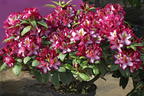 Rhododendron Happydendron ® 'Pushy Purple ®' - Rhododendron Hybride Happydendron ® 'Pushy Purple ®'