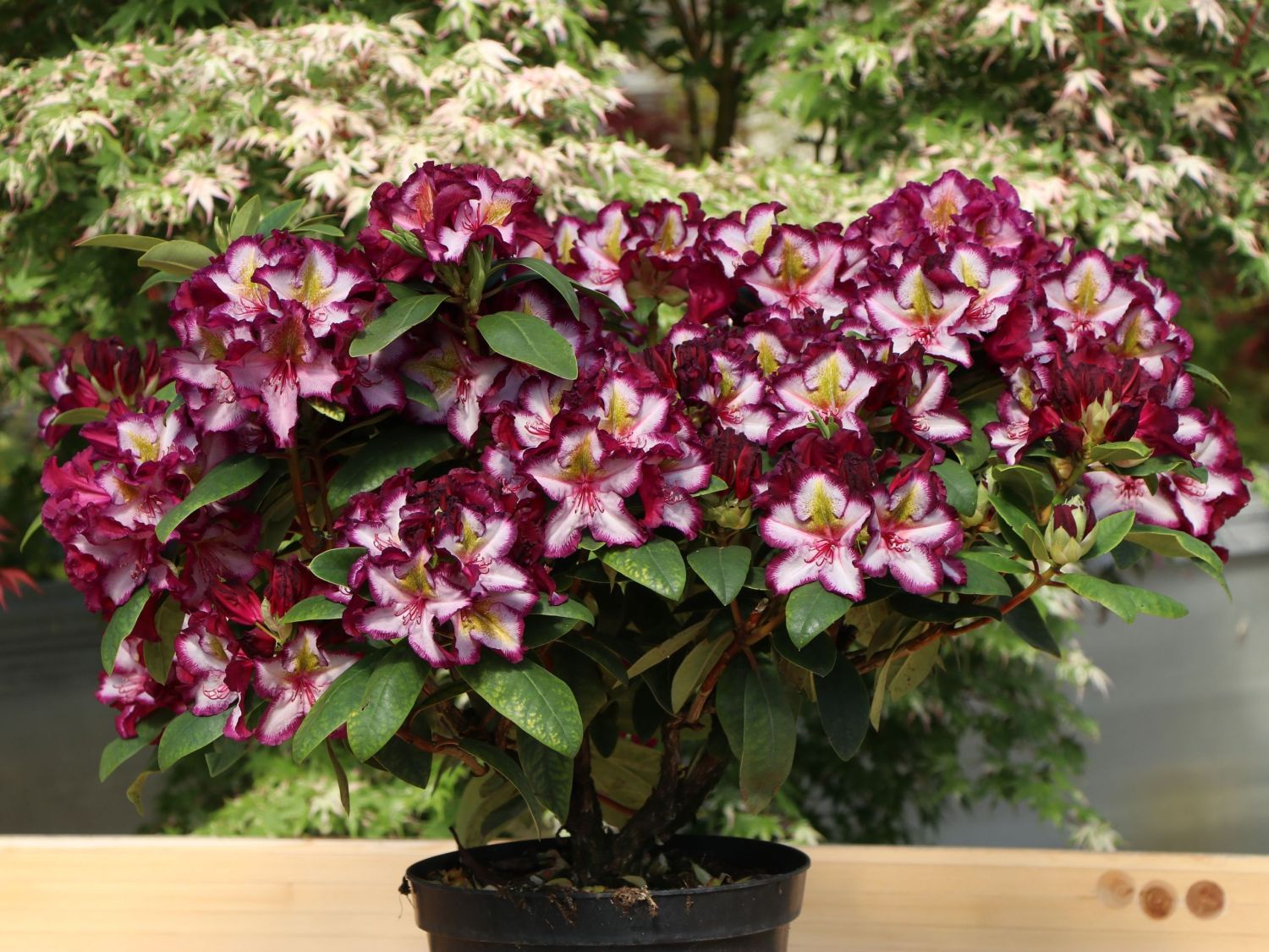 Rhododendron Happydendron ® 'Pushy Purple ®' - Rhododendron Hybride Happydendron ® 'Pushy Purple ®'