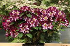 Rhododendron Happydendron ® 'Pushy Purple ®' - Rhododendron Hybride Happydendron ® 'Pushy Purple ®'