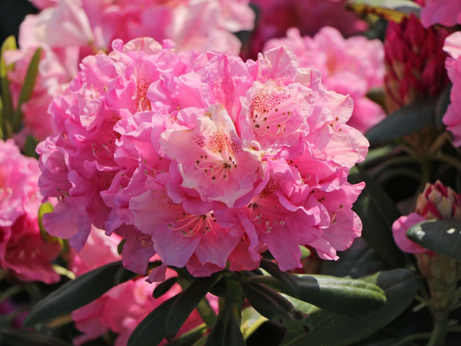 Rhododendron 'Helsinki University'