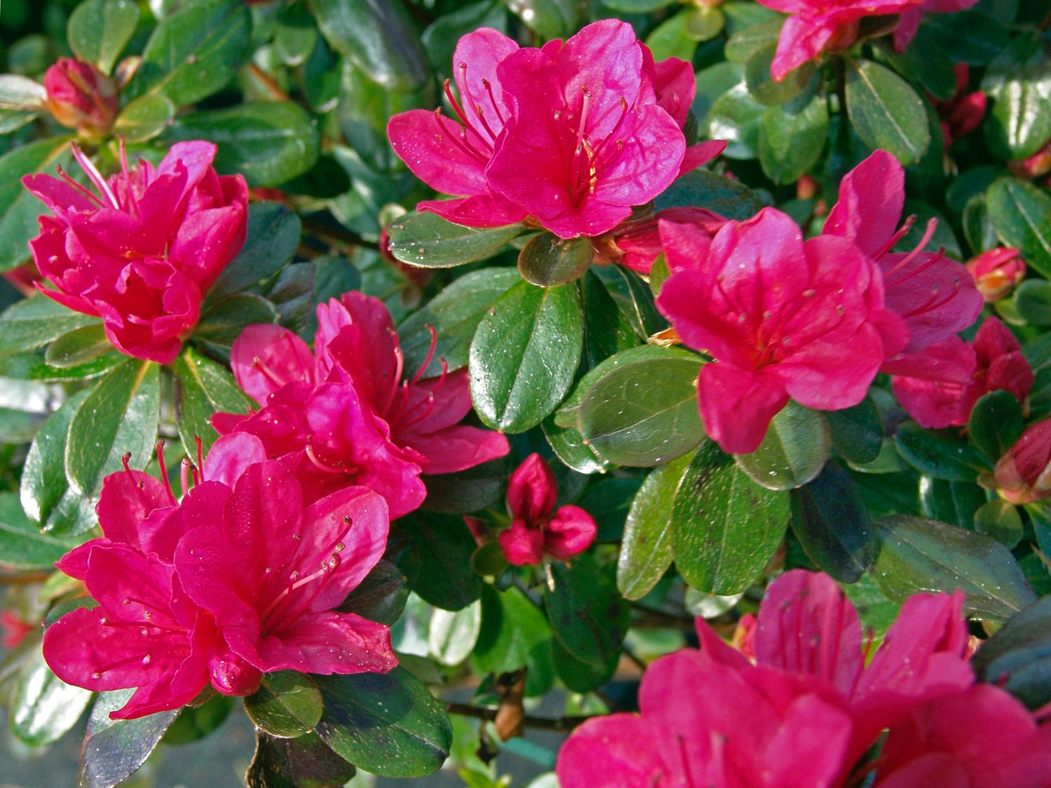 Rhododendron 'Hino-Crimson'