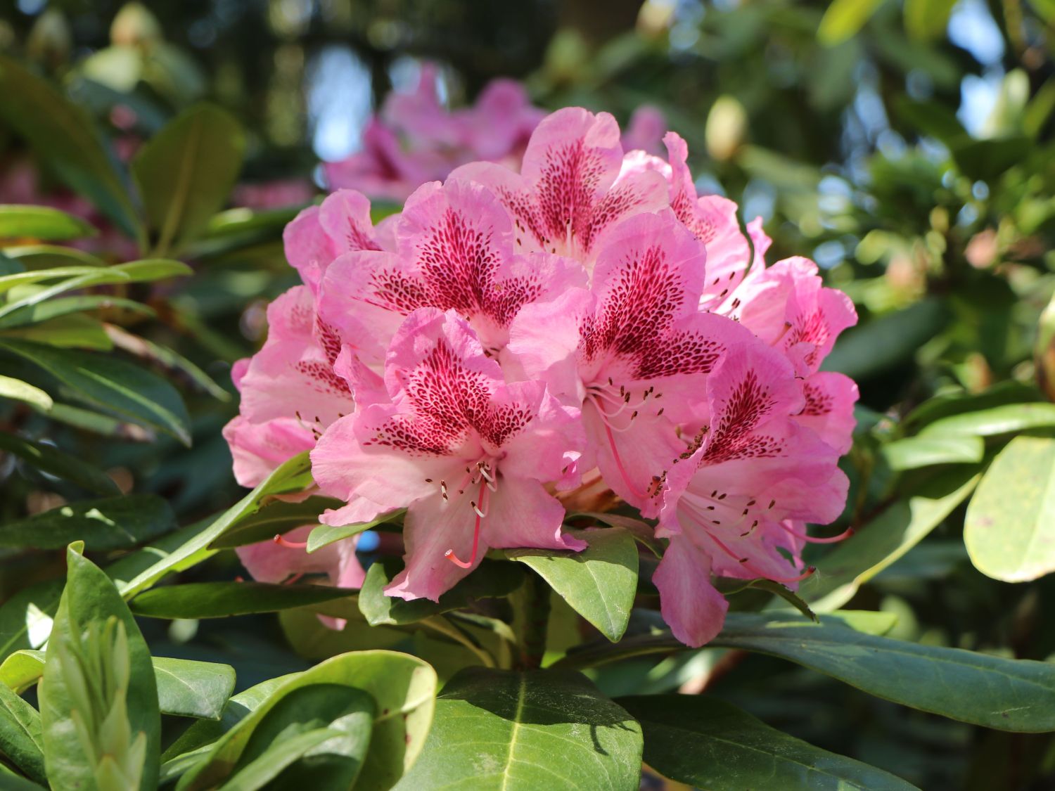 Rhododendron-Hybride 'Cosmopolitan'