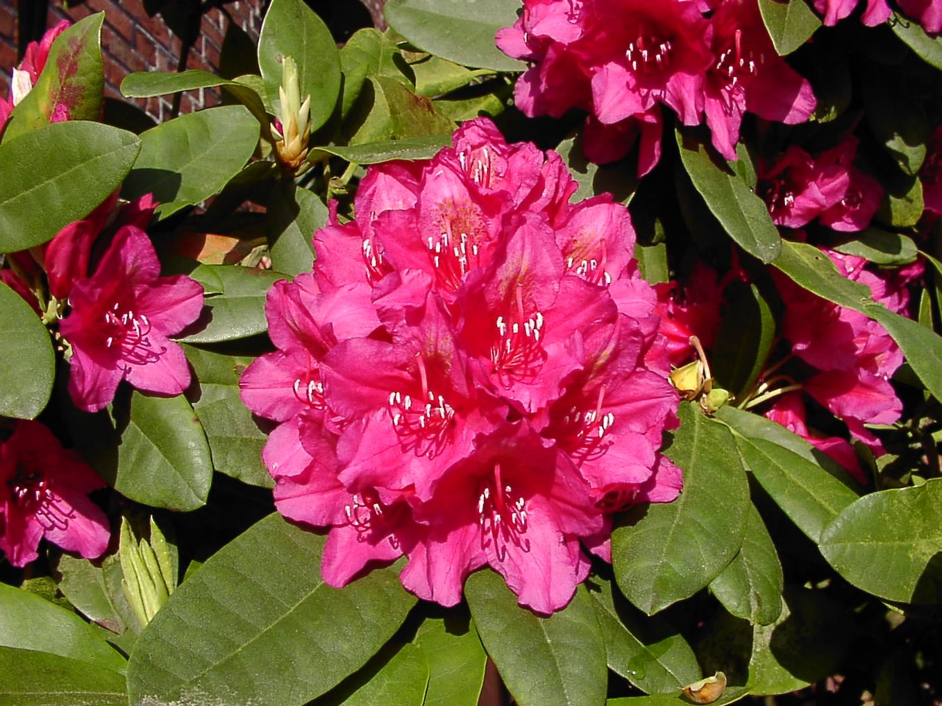 Rhododendron-Hybride 'Dr. H.C. Dresselhuys'